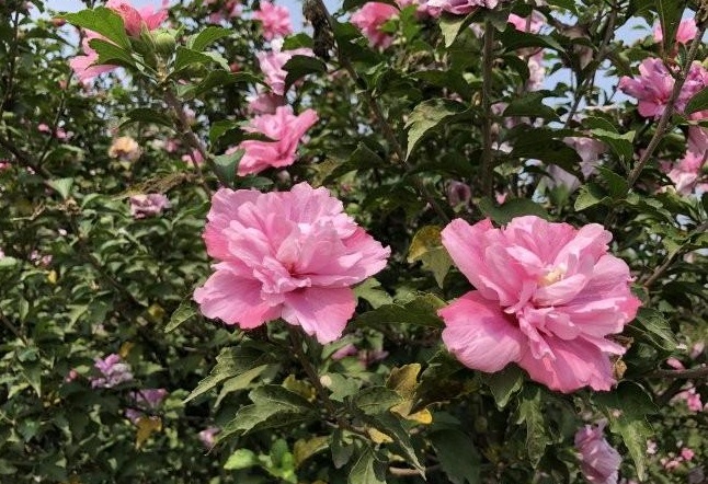 1631501378912523.jpg 1631501378912523.jpg