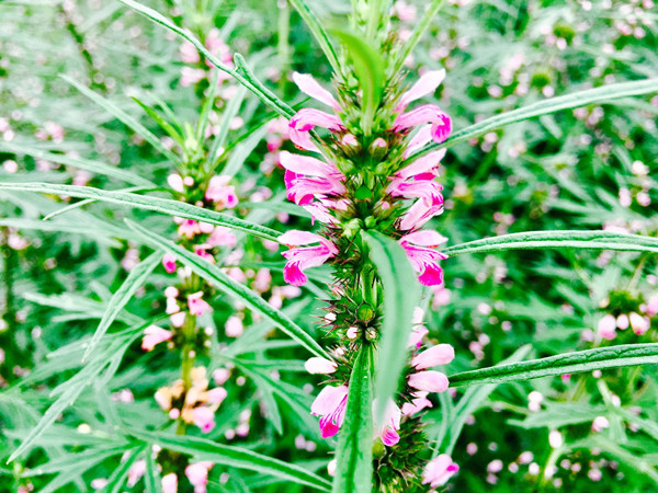 1631524742857983.jpg 2.jpg