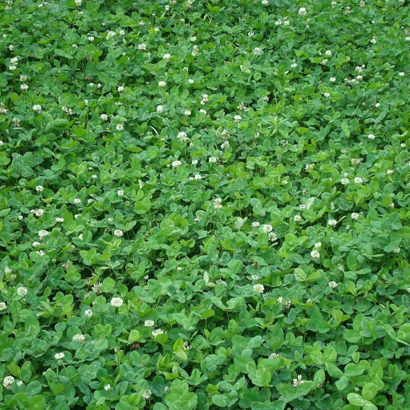 1631584480925722.jpg 635c88c1062afecd0b02a3e367b7a036_1584582835390002.jpg