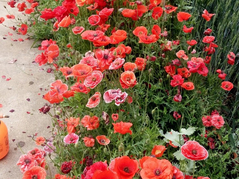 1631598182311523.jpg 4803376474c1040db8bb102bbafab6b8_1592898886177409.jpg