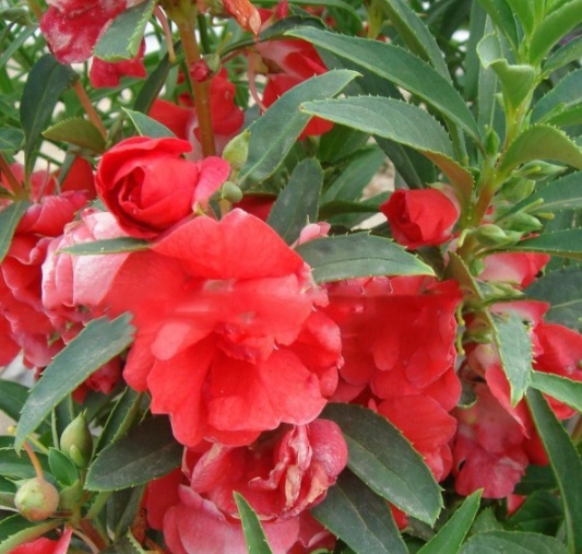 1631607595860386.jpg image.jpg