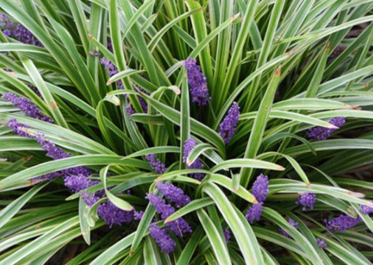 1631608038553469.jpg image.jpg