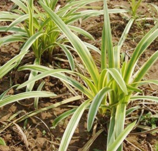 1631608049210394.jpg image.jpg