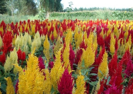 1631608351670160.jpg image.jpg