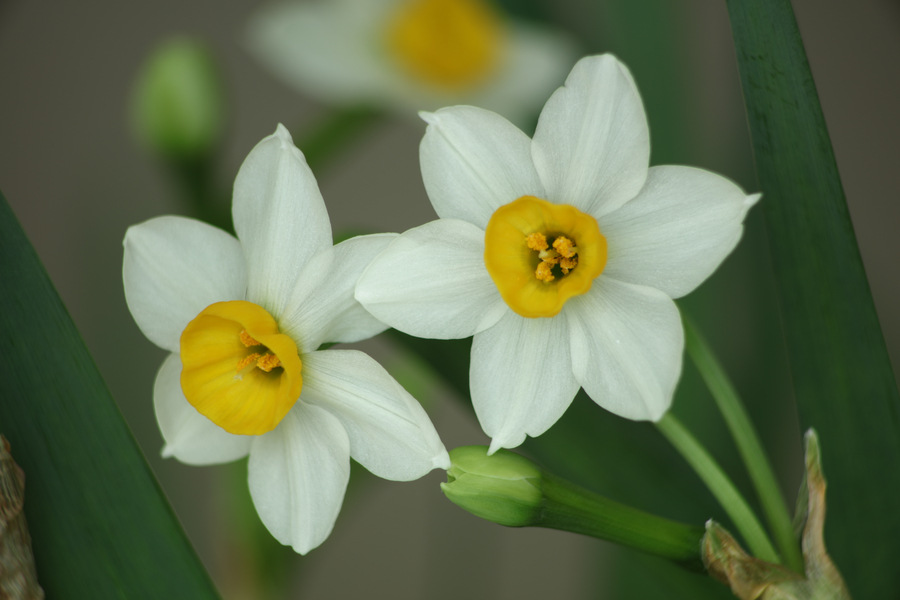 水仙花球的種植時(shí)間 水仙花球的種植時(shí)間