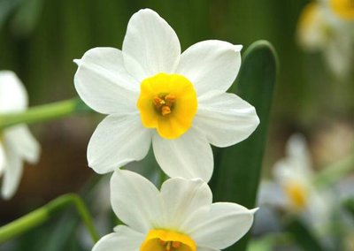 水仙花球的種植時(shí)間 水仙花球的種植時(shí)間