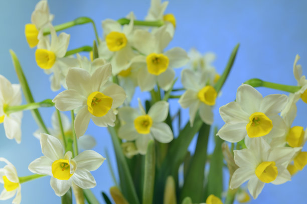 水仙花球的種植時(shí)間 水仙花球的種植時(shí)間