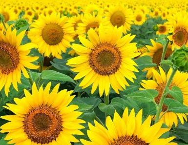 1631750503272860.jpg 1631750503272860.jpg