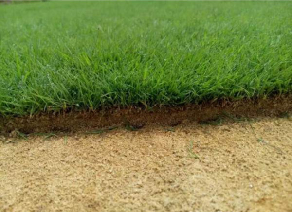 結(jié)縷草 結(jié)縷草