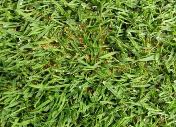 結(jié)縷草 結(jié)縷草