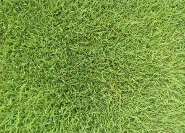 結(jié)縷草 結(jié)縷草