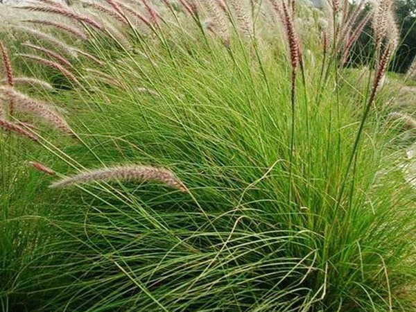 雜交狼尾草 雜交狼尾草