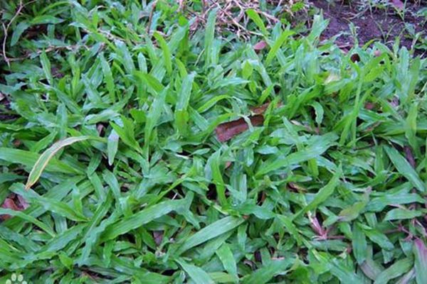 大葉油草 大葉油草