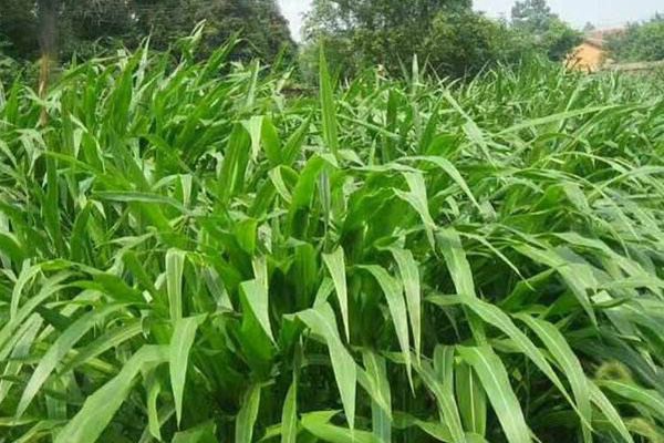 墨西哥玉米草 墨西哥玉米草