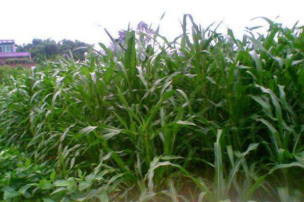 墨西哥玉米草 墨西哥玉米草