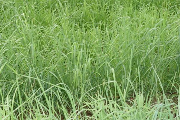 鴨茅草 鴨茅草