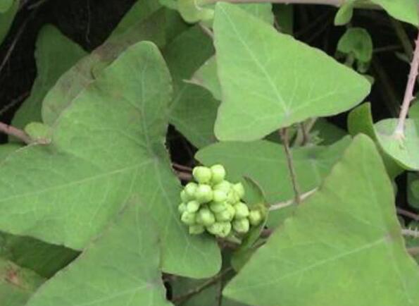 1631784955247231.jpg 1631784955247231.jpg