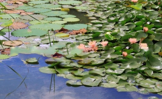 1631787283821141.jpg image.jpg