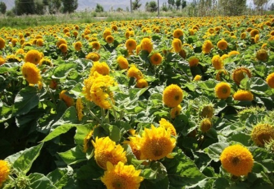 1631787571806843.jpg image.jpg