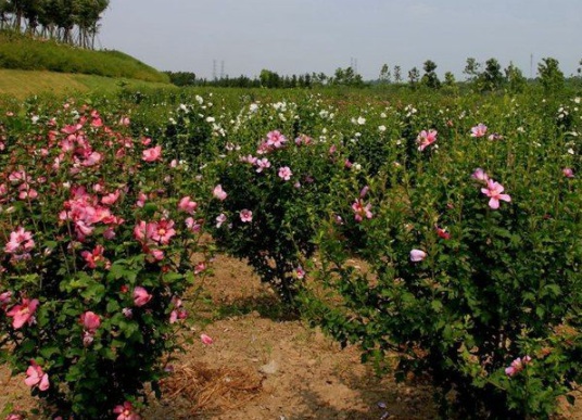 1631797976697808.jpg image.jpg