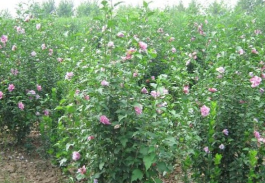 1631797988147235.jpg image.jpg