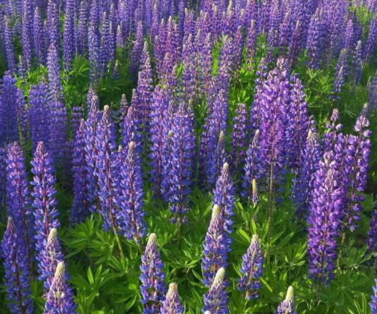 1631798971382851.jpg image.jpg