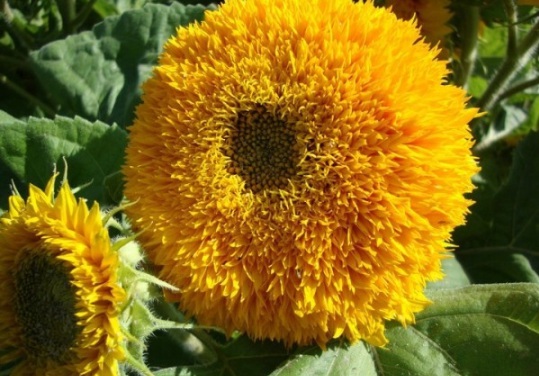 1631799567962936.jpg image.jpg