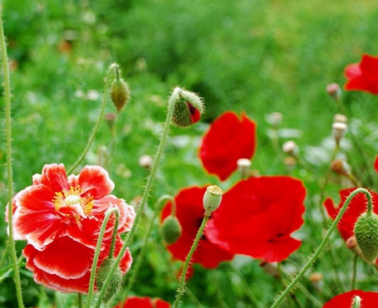 1631800326574885.jpg image.jpg