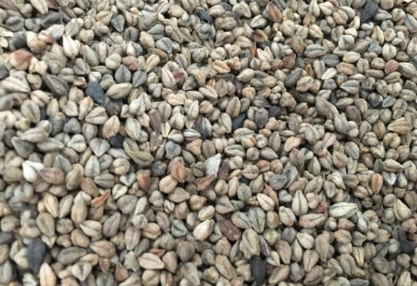 苦喬麥種子 苦喬麥種子