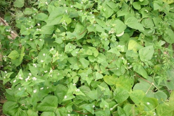 苦喬麥種子 苦喬麥種子