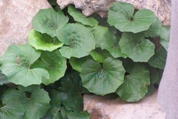 大吳風草 大吳風草