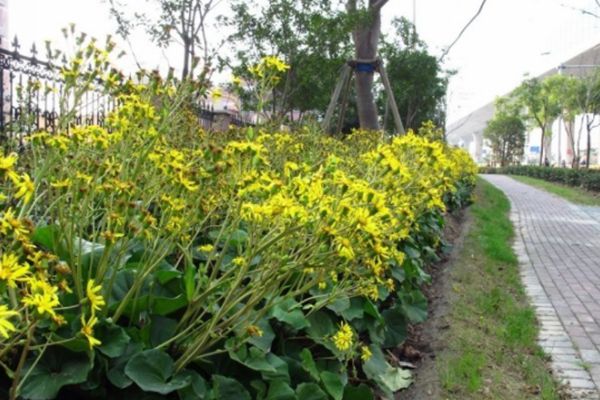 大吳風草 大吳風草