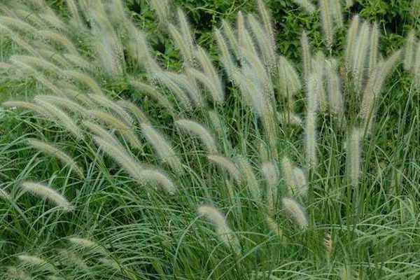 雜交狼尾草 雜交狼尾草