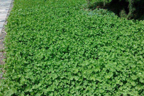 紅三葉草 紅三葉草