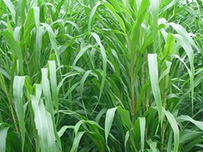 1631843415564344.jpg 1631843415564344.jpg