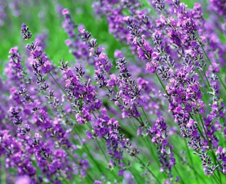 1631843834322064.jpg 1631843834322064.jpg