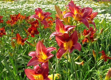 1631845522675720.jpg 1631845522675720.jpg