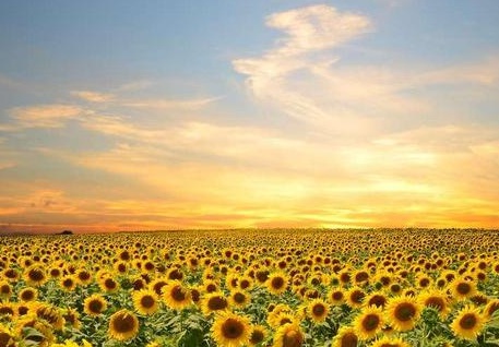 1631845899327481.jpg image.jpg