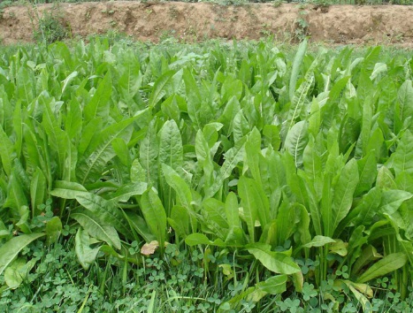 1631847322672426.jpg image.jpg