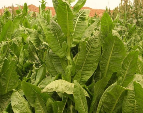 1631847340600972.jpg image.jpg