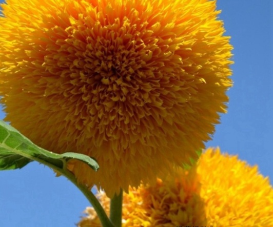 1631850857421529.jpg image.jpg