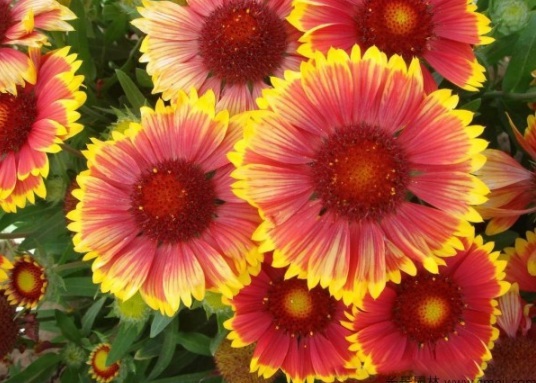 1631851085565847.jpg image.jpg