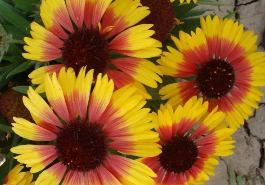 1631851095584687.jpg image.jpg