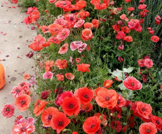 1631851161755684.jpg image.jpg