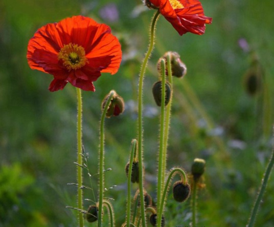 1631851179612639.jpg image.jpg