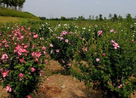 1631853833264285.jpg image.jpg