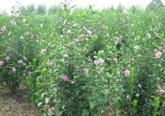 1631853840136279.jpg image.jpg