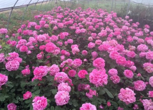 1631853892770642.jpg image.jpg