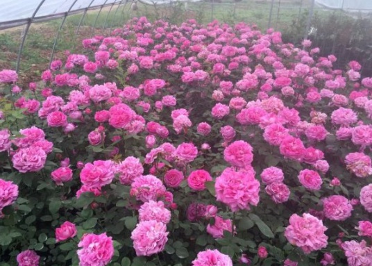 1631854360130413.jpg image.jpg