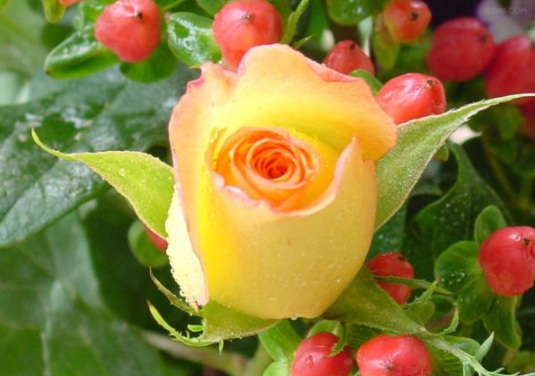 1631854368299600.jpg image.jpg